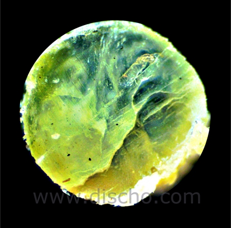 Tennissaite - DISCHO PREMIUM GUT - (natural gut) - 2 x 6,0 m - nature