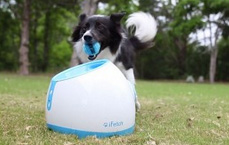 iFetch Too (groß)- Ballwurfmaschine für Hunde -Apportiermaschine - Ballwurfautomat