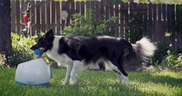 iFetch Too (groß)- Ballwurfmaschine für Hunde -Apportiermaschine - Ballwurfautomat