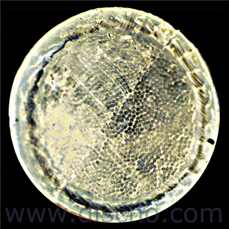 Tennissaite - DISCHO TechnoAce NX - 200 m