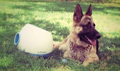iFetch Too (groß)- Ballwurfmaschine für Hunde -Apportiermaschine - Ballwurfautomat