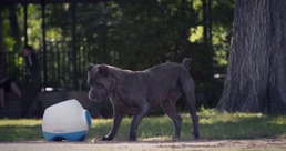 iFetch Too (groß)- Ballwurfmaschine für Hunde -Apportiermaschine - Ballwurfautomat